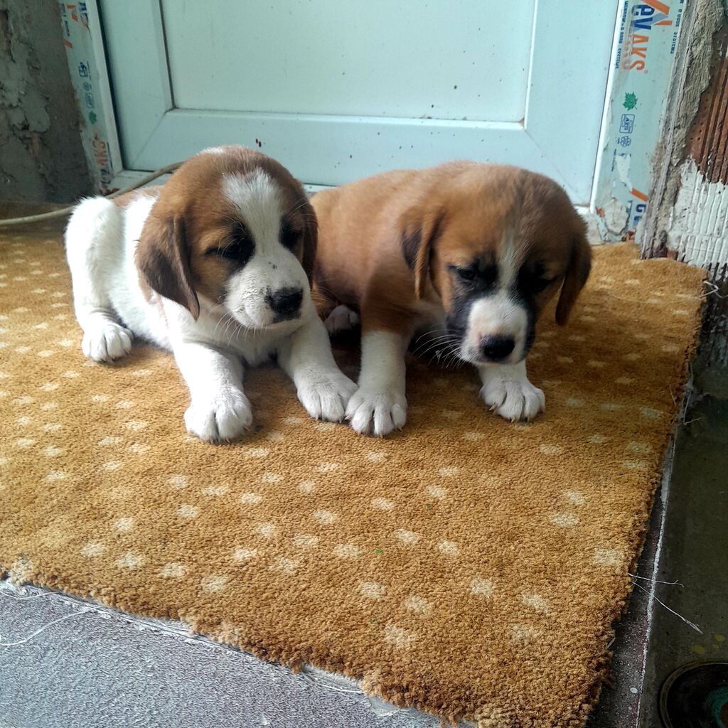 1 ay, Erkək, Ünvandan götürmə — Heyvanlar, Digah (7)