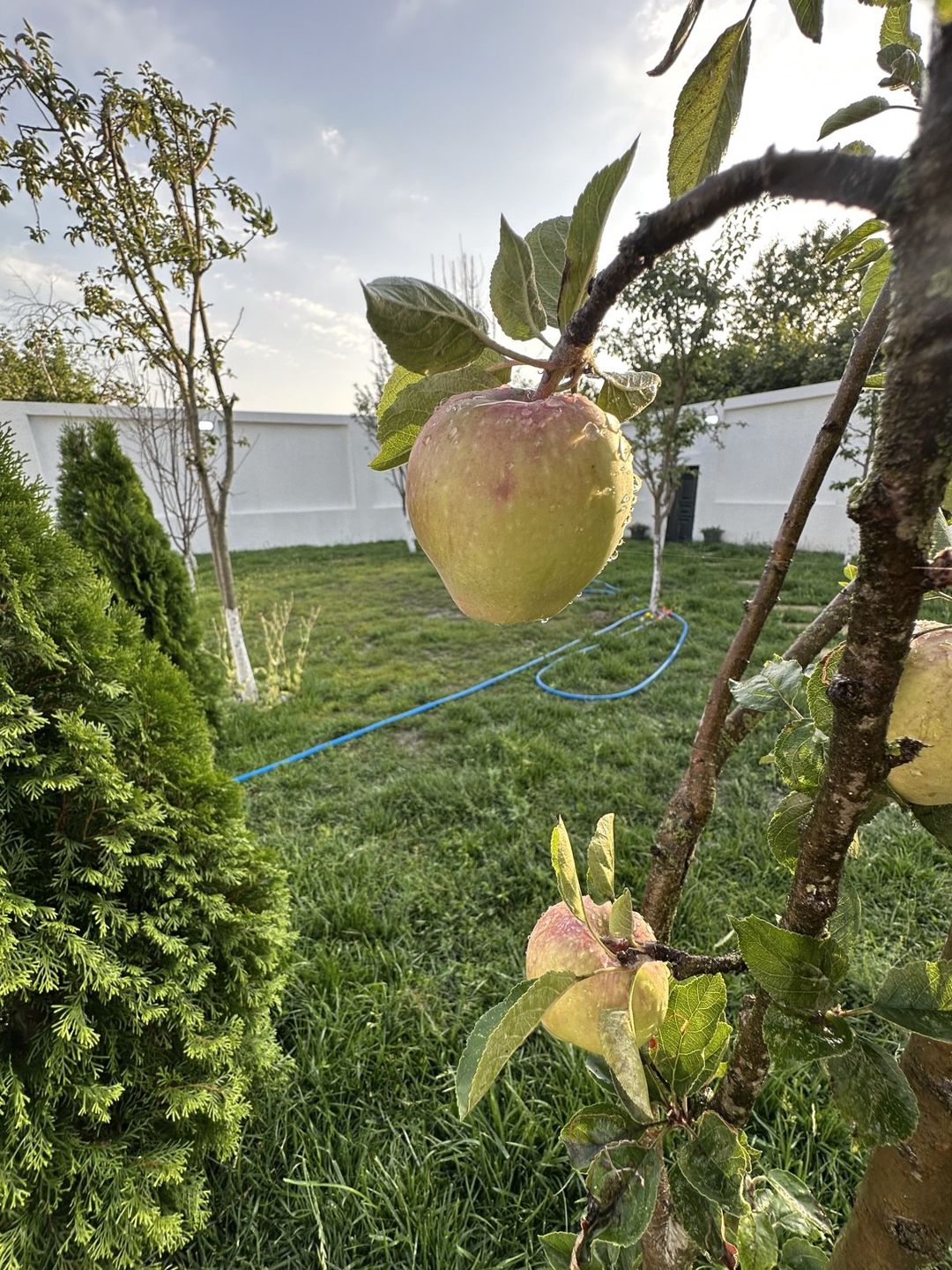 İcarəyə verilir 5 otaqlı həyət evi/bağ evi 240 m² — Ev, villa, Qəbələ (5)
