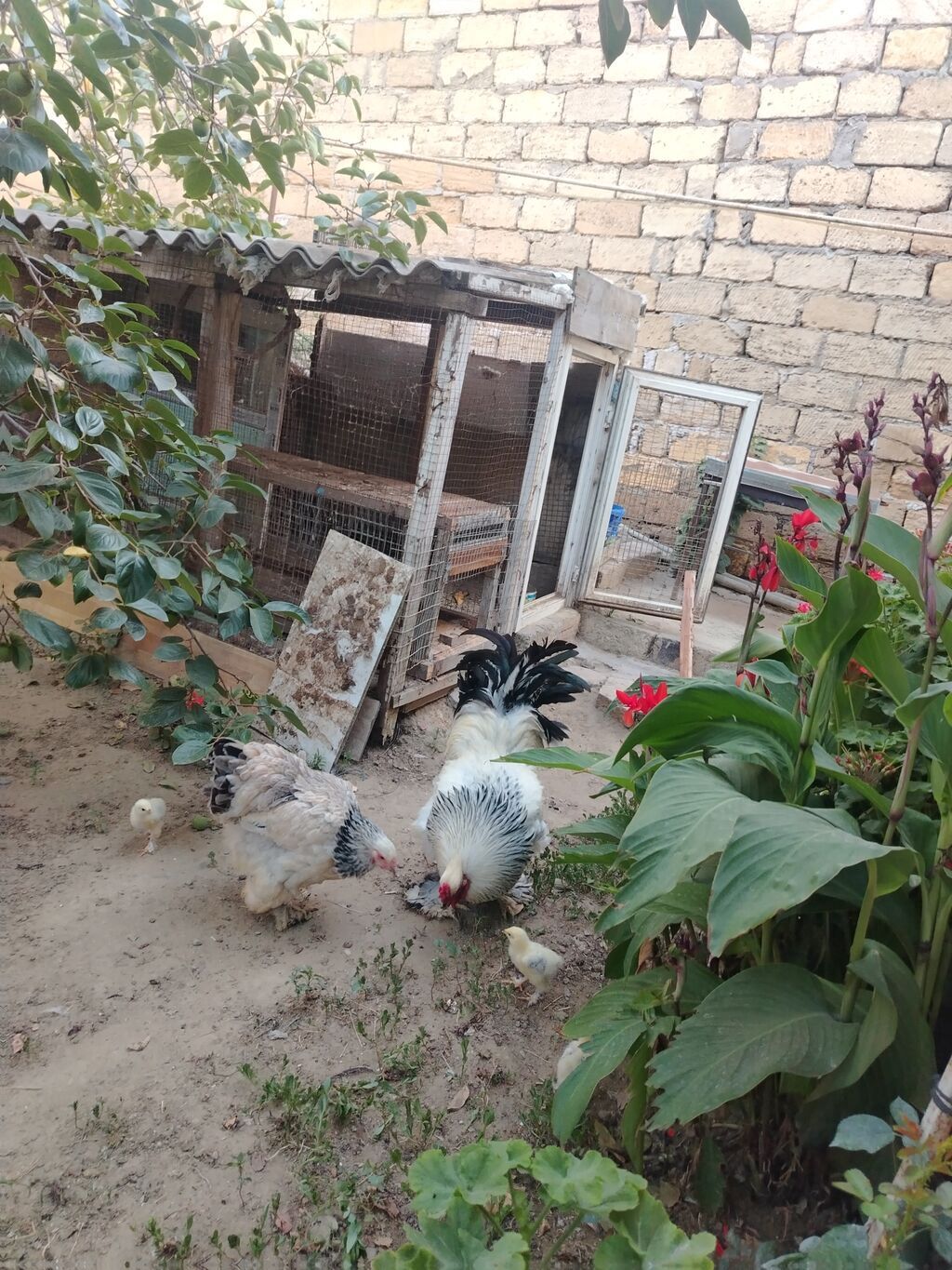 Saf Brahma Sortu. Ağ layt cinsi. Tək toyuqdur deyə yetərincə — Heyvanlar, Sumqayıt (3)