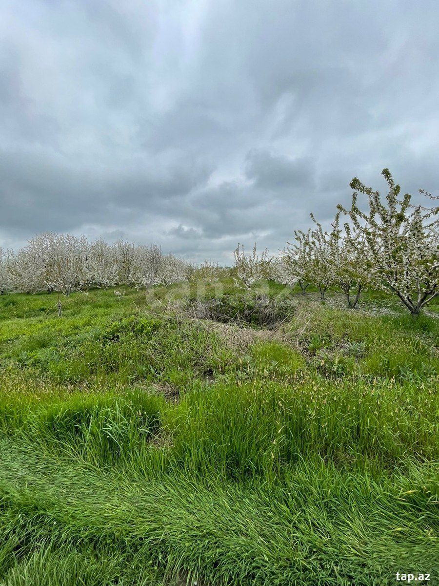 20 sot torpaq sahəsi, Quba r. — Torpaq, Quba (10)