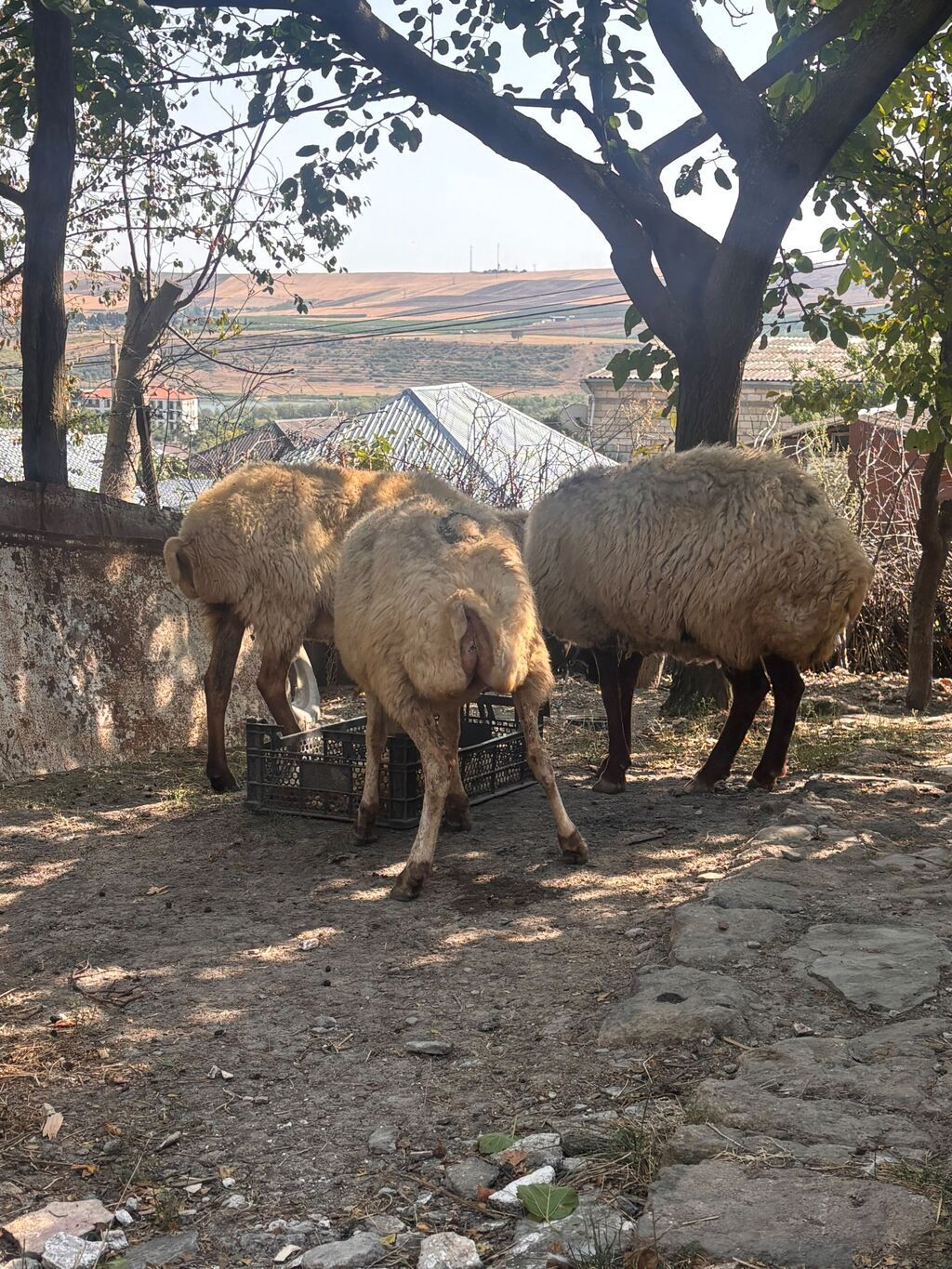 Satış: qoyun sürüsü - Növ: yerli quyruqsuz/az quyruqlu ətlik-südlük — Heyvanlar, Şamaxı (2)
