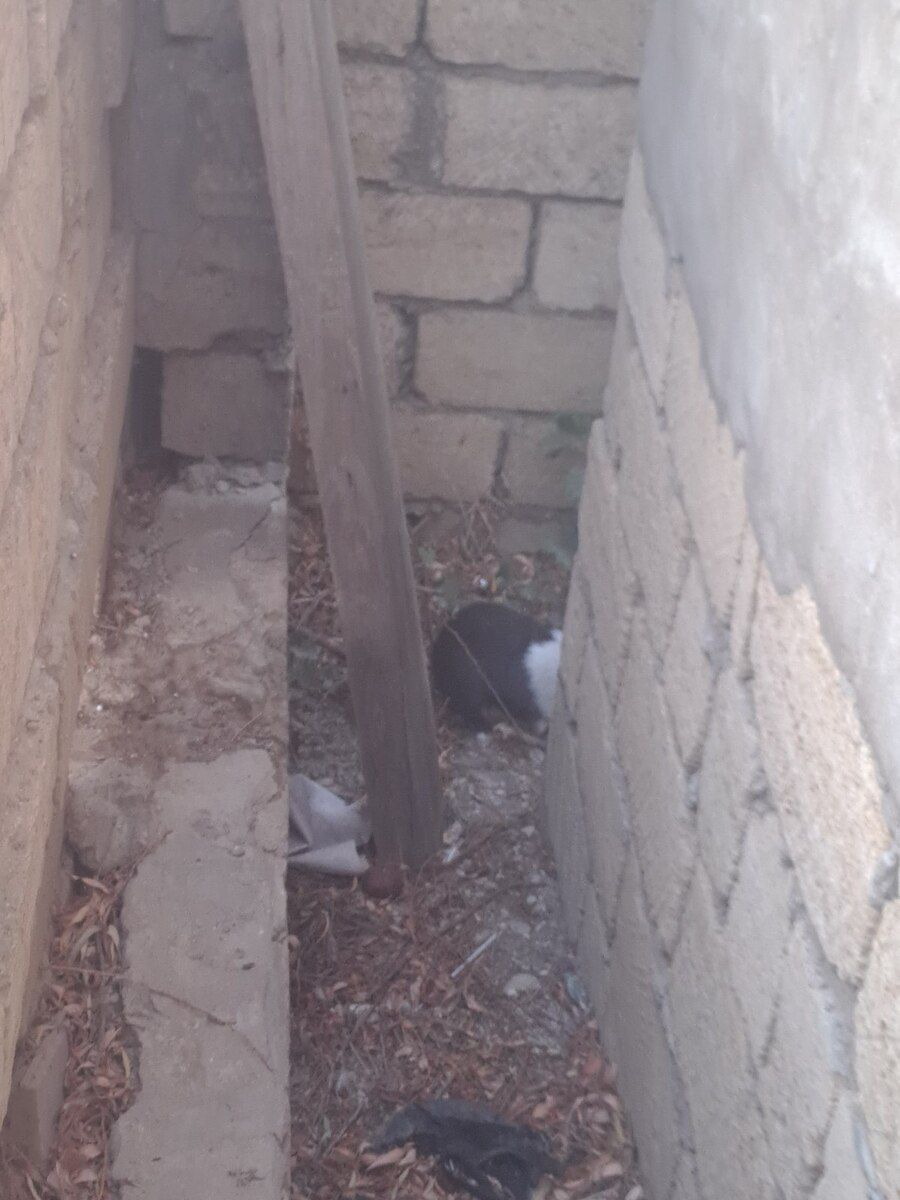 Dovşan — Dovşanlar, Bakı (2)