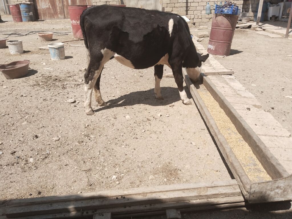 Salamtam saglam 11ayliq cins danadir isdeyen elaqe saxlasin — Heyvanlar, Fatmayı (2)