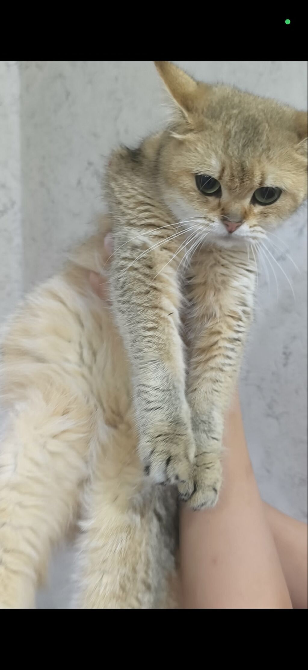 7 aylıq pişik ailə axtarır
