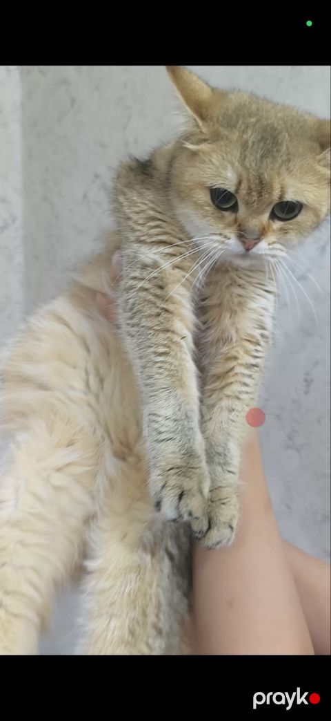 7 aylıq pişik ailə axtarır