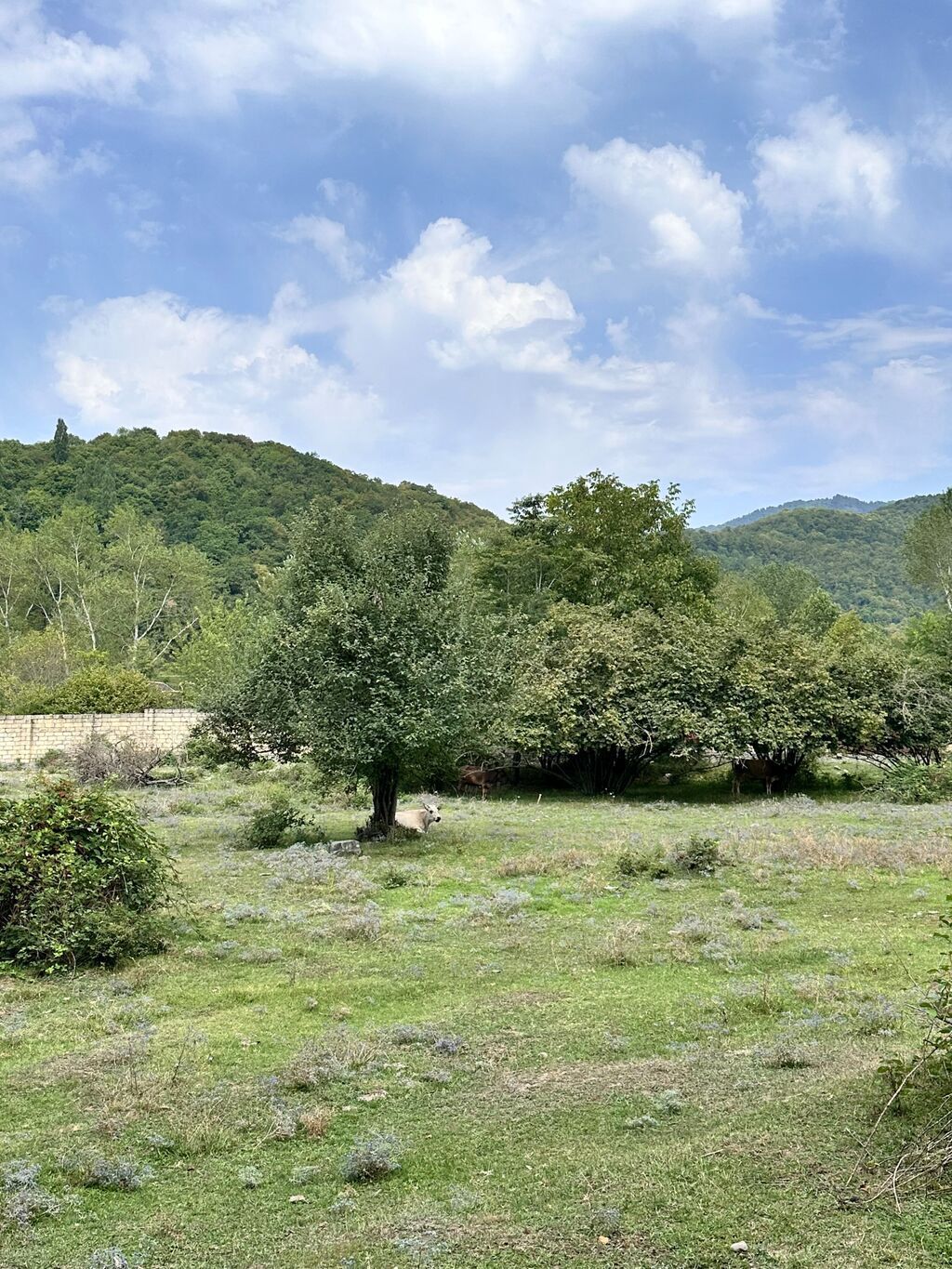 Kənd təsərrüfatı — Torpaq, Qəbələ (4)