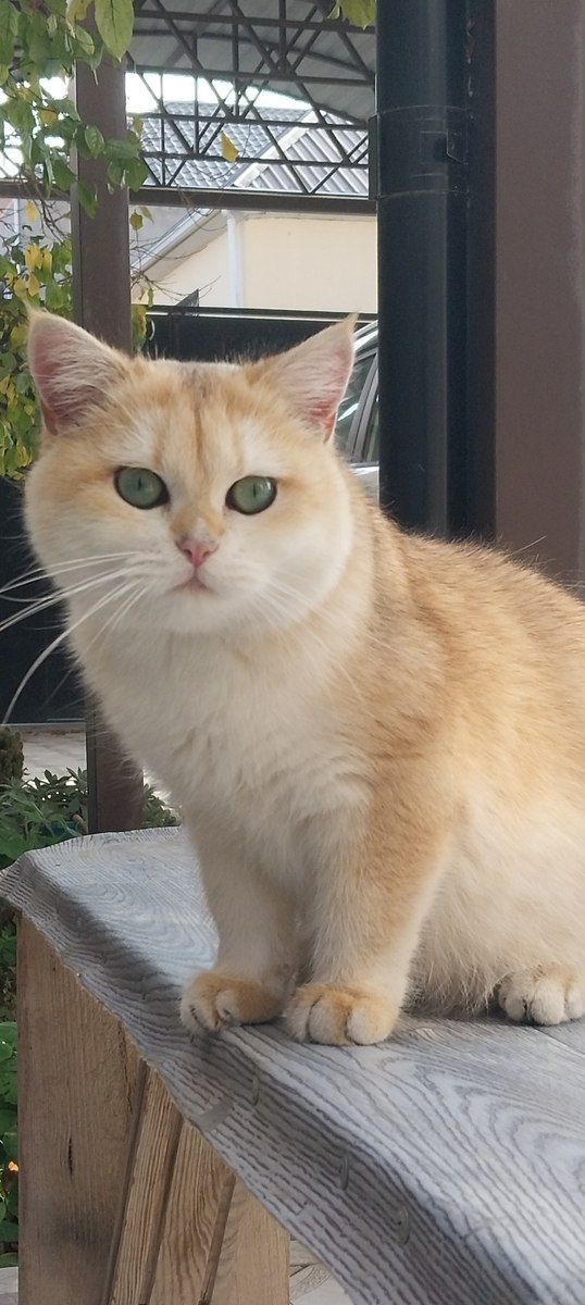 Britan pişiyi (cütləşdirmək üçün) — Pişiklər, Bakı