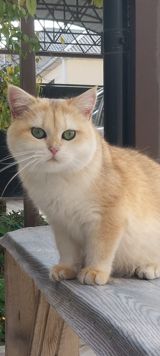 Britan pişiyi (cütləşdirmək üçün) — Кошки