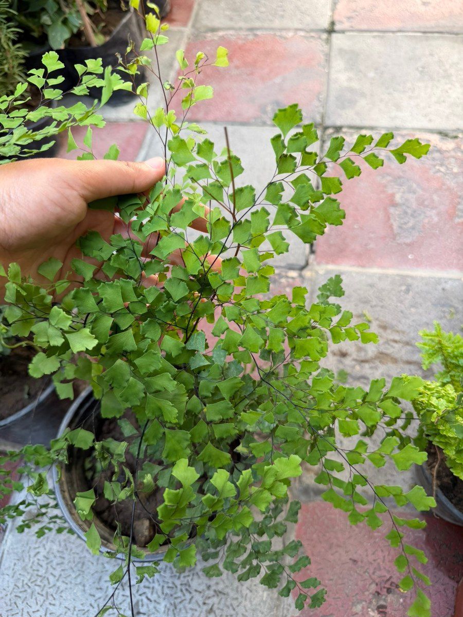 Adiantum — Bitkilər, Bakı (2)