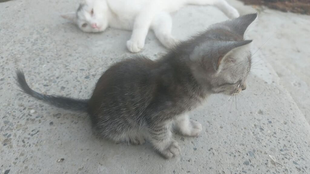 Yaxşı əllərə — Pişiklər, Bakı (3)