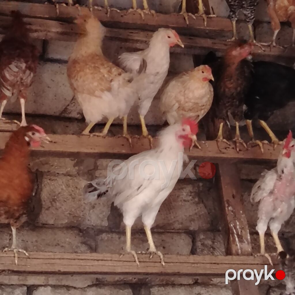 Qarışıq yerli toyuq və xoruz sürüsü - Cinslər: yerli qarışıq (ağ — Heyvanlar, Digah (6)