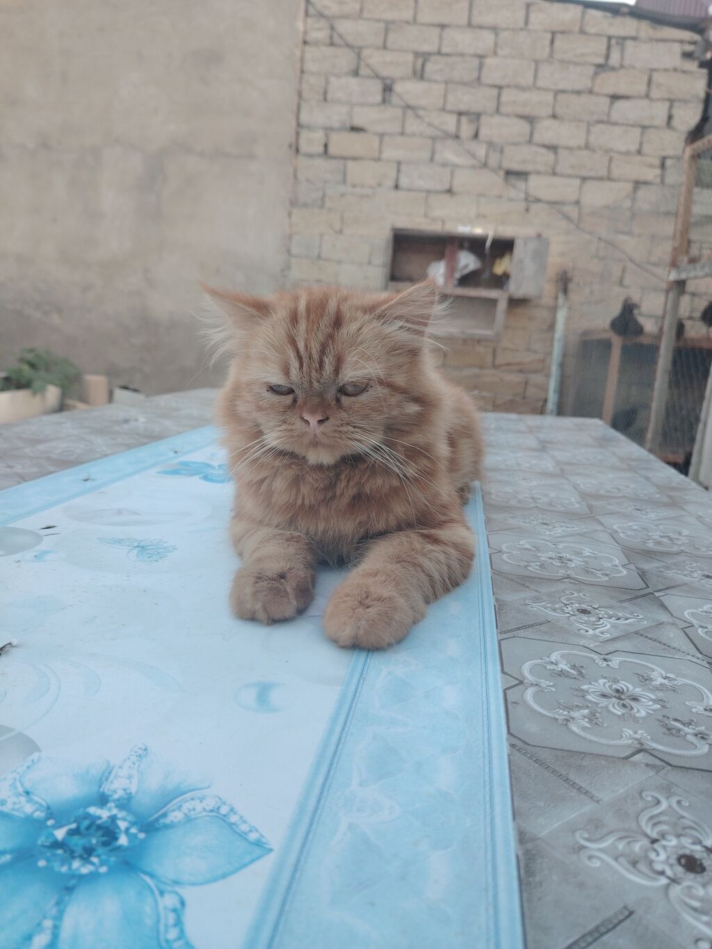 Fars, Erkək — Pişiklər, Digah