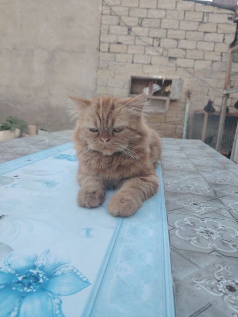 Fars, Erkək