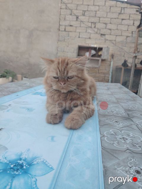 Fars, Erkək