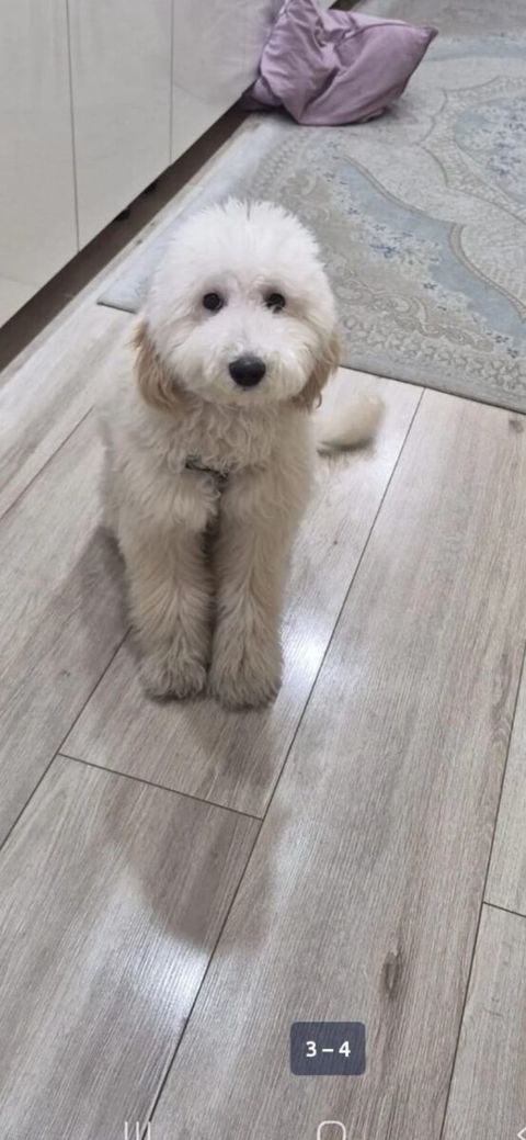 Pudel