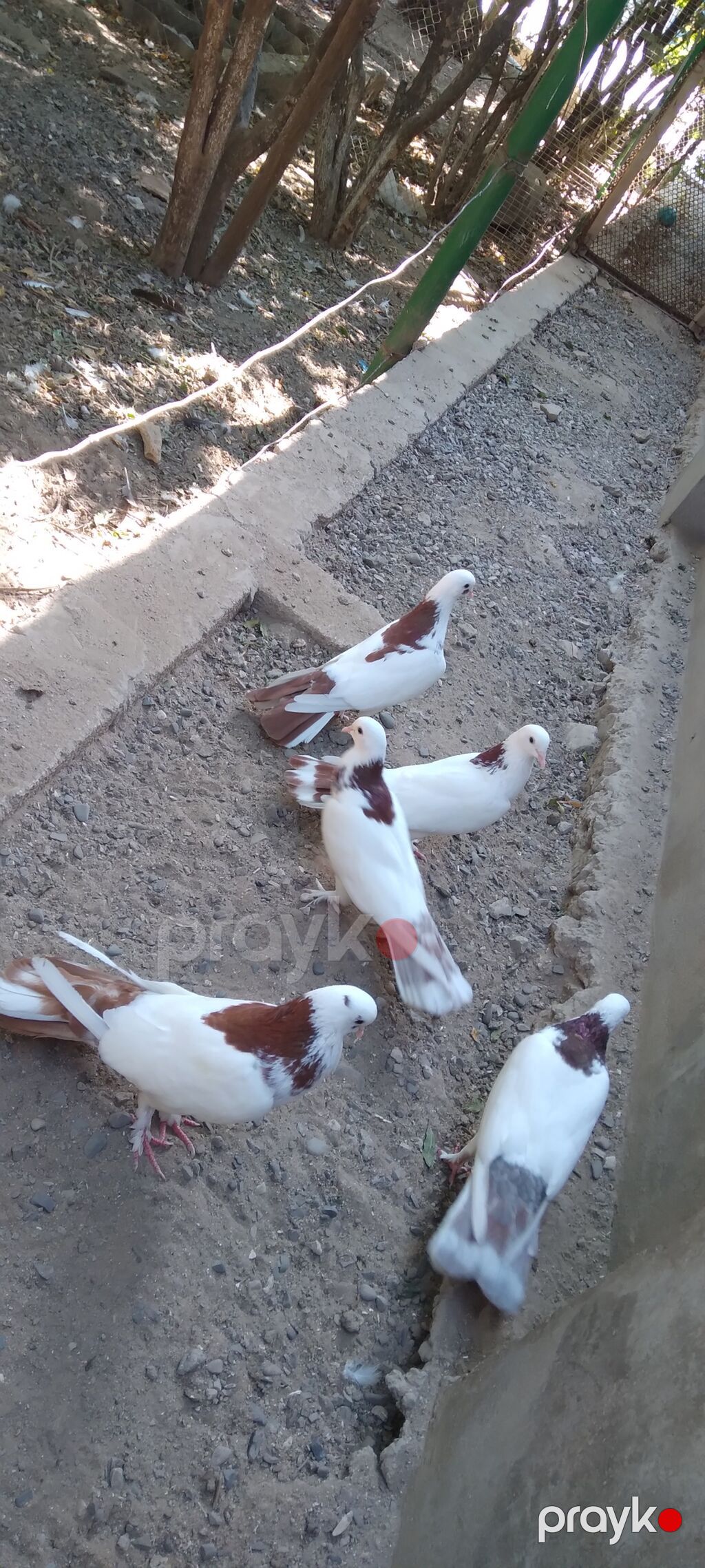 Salam təmiz cinsli tərgitmə heyvandarlıq hazır bala verən cütlərin — Quşlar, Digah (3)