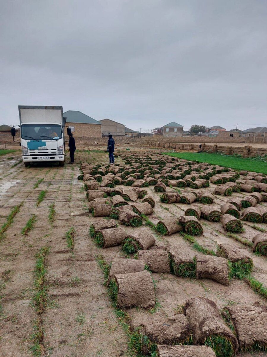 Qazon — Bitkilər, Bakı (12)