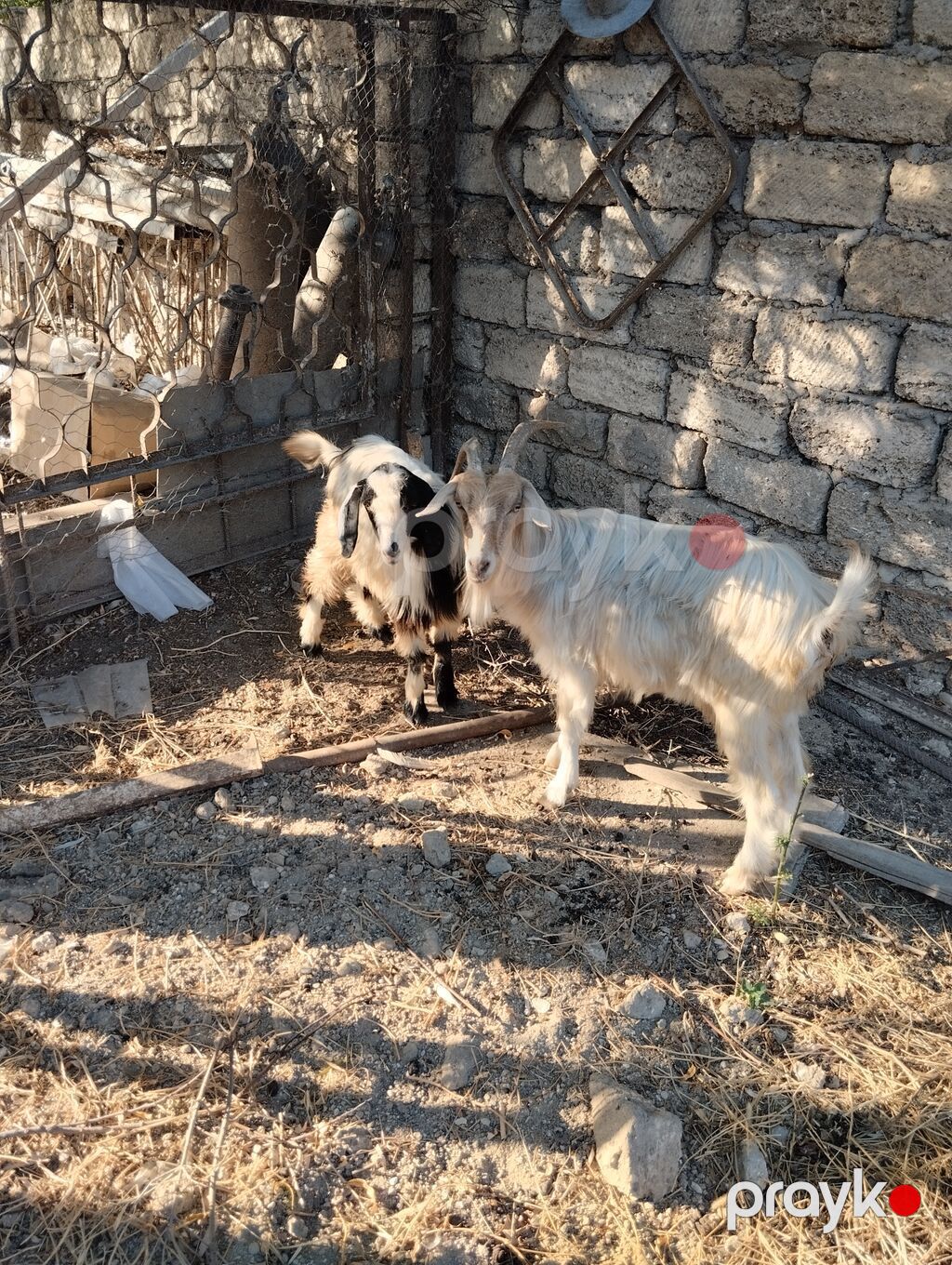 Satış: 2 baş keçi - Növ: yerli keçi Erkey ve dişi — Heyvanlar, Digah (3)