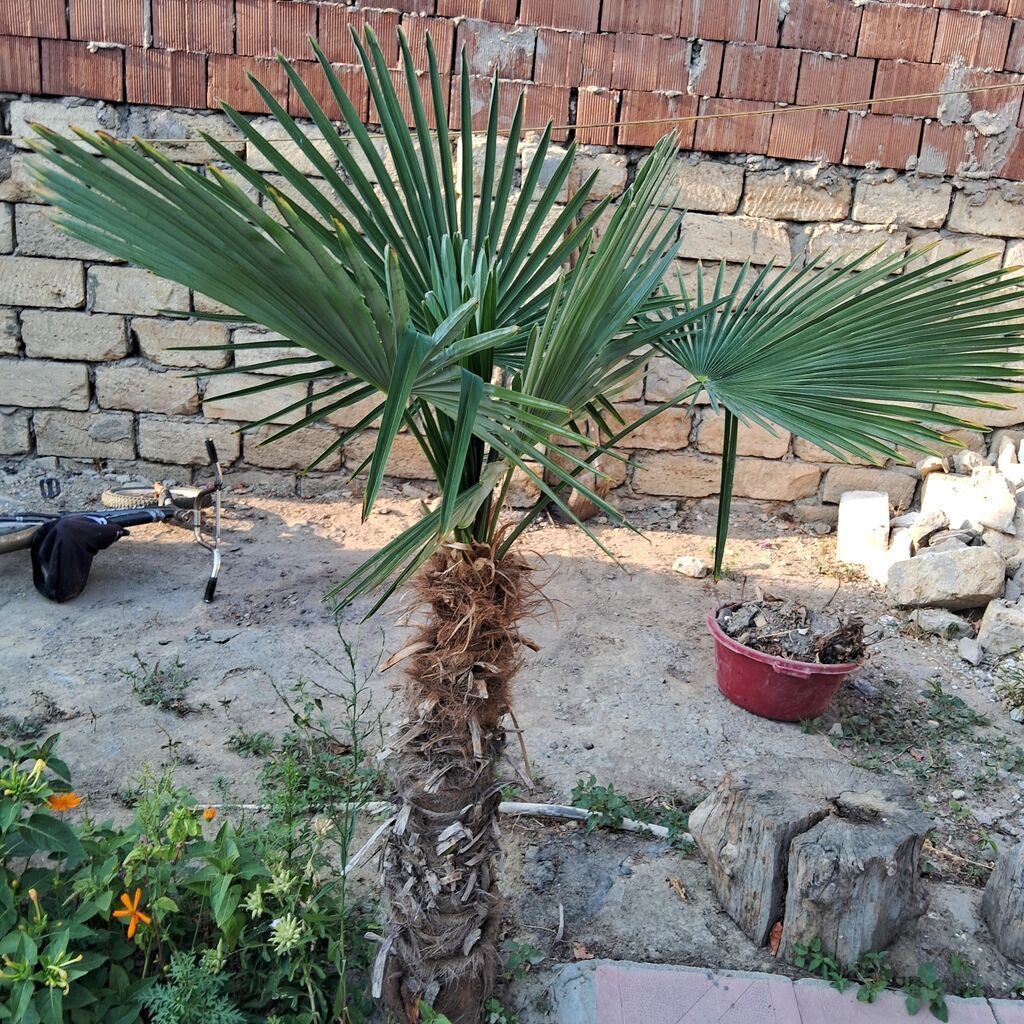 Yelpək yarpaqlı palma ağacı – Trachycarpus fortunei (Həştərxan/Çin — Bitkilər, Masazır (3)