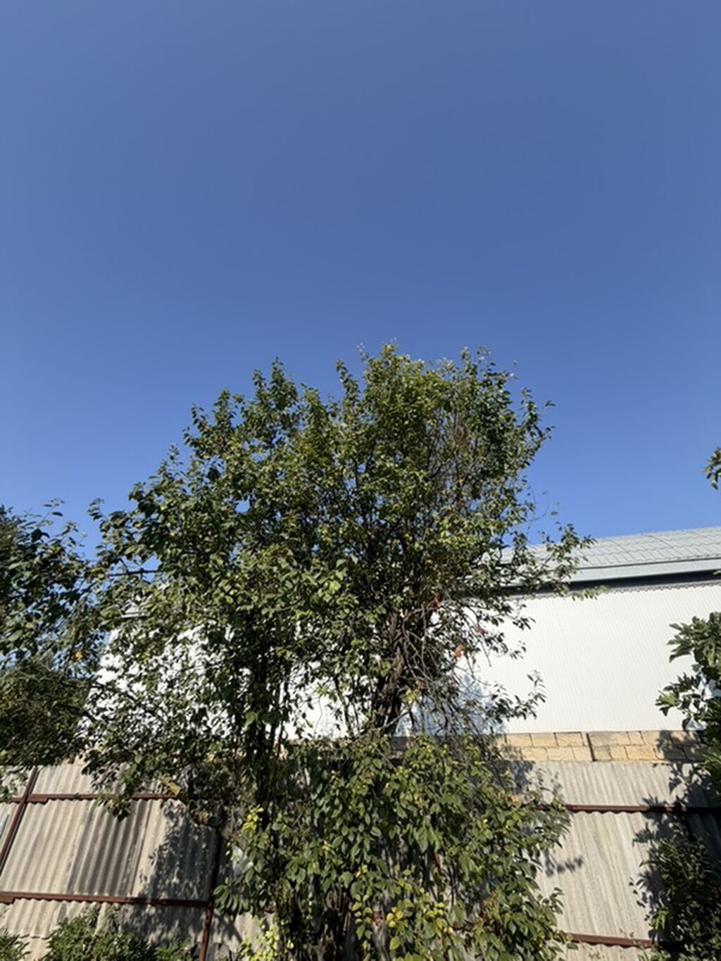 25 sot, Tikinti, Mülkiyyətçi, Kupça (Çıxarış) — Torpaq, Xaçmaz (5)
