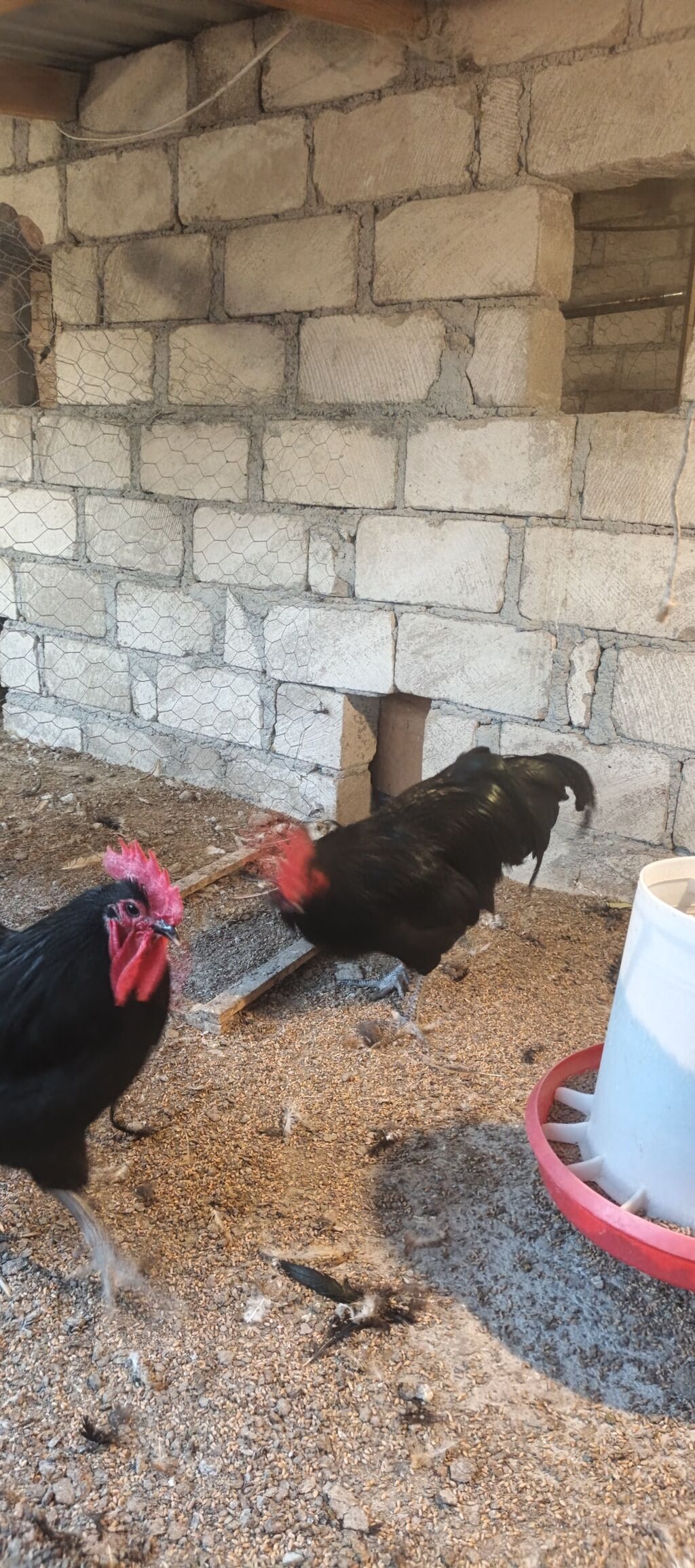 Orjinal uzunquyruq avstralop cücə və yumurtası — Heyvanlar, Gəncə (6)