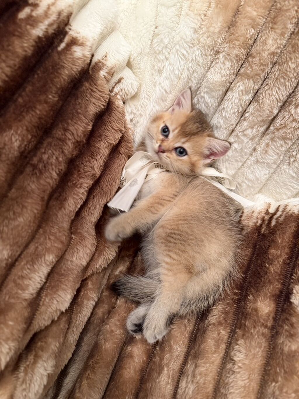 Golden chinchilla ny 11 erkek balalar — Pişiklər, Xırdalan (4)