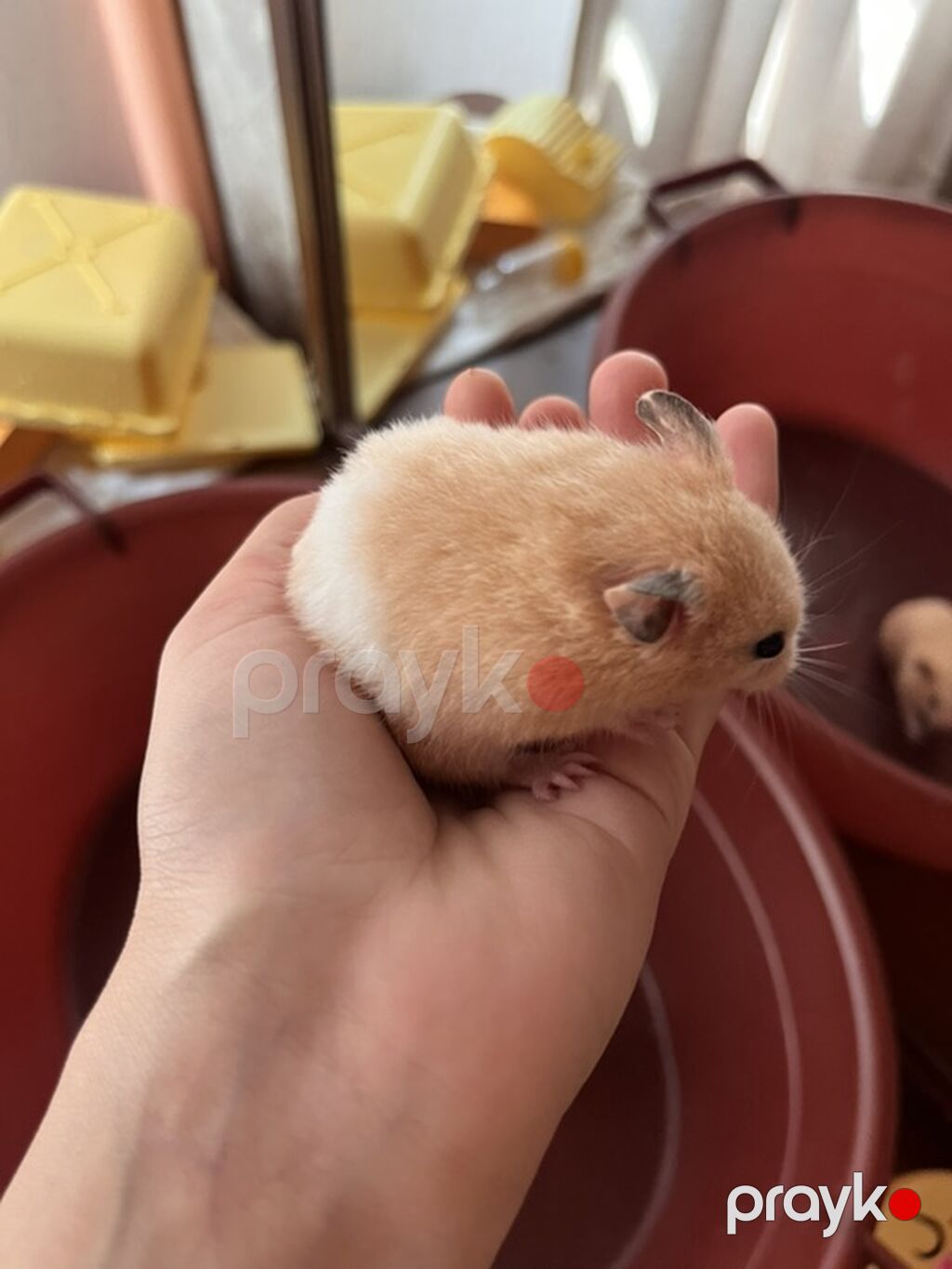 Hamster və qəfəs dəsti Məhsul təsviri: İki ədəs- Kiçik ölçülü suriya — Qəfəslər, Astara (4)