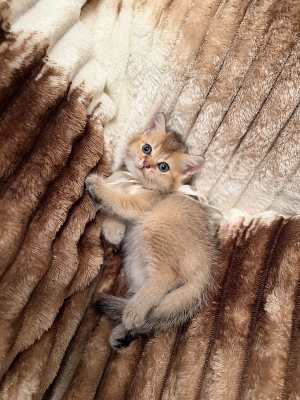 Golden chinchilla ny 11 erkek balalar — Pişiklər, Xırdalan (3)