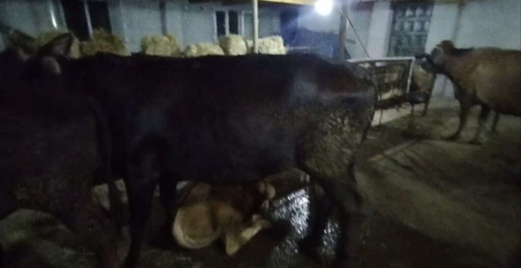 Inək 2 gi qarın kısırdı Sağlamdır problemi yoxdur 4 yaşı var — Digər heyvanlar, Goranboy (2)
