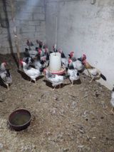 Toyuq, Damazlıq — Chickens and roosters