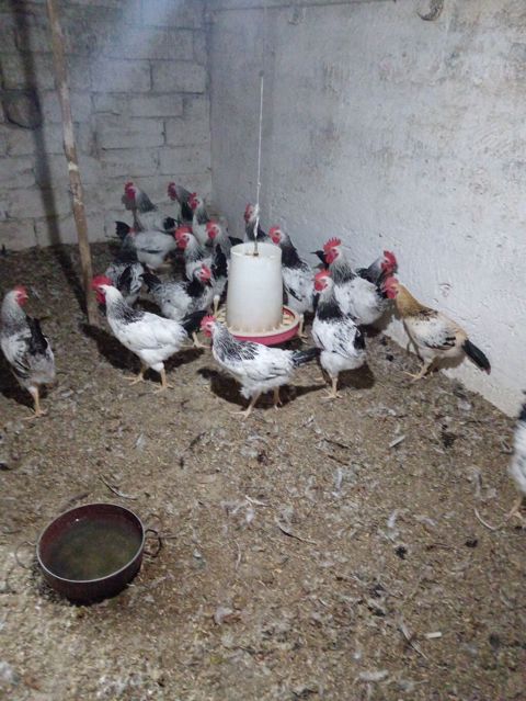 Toyuq, Damazlıq