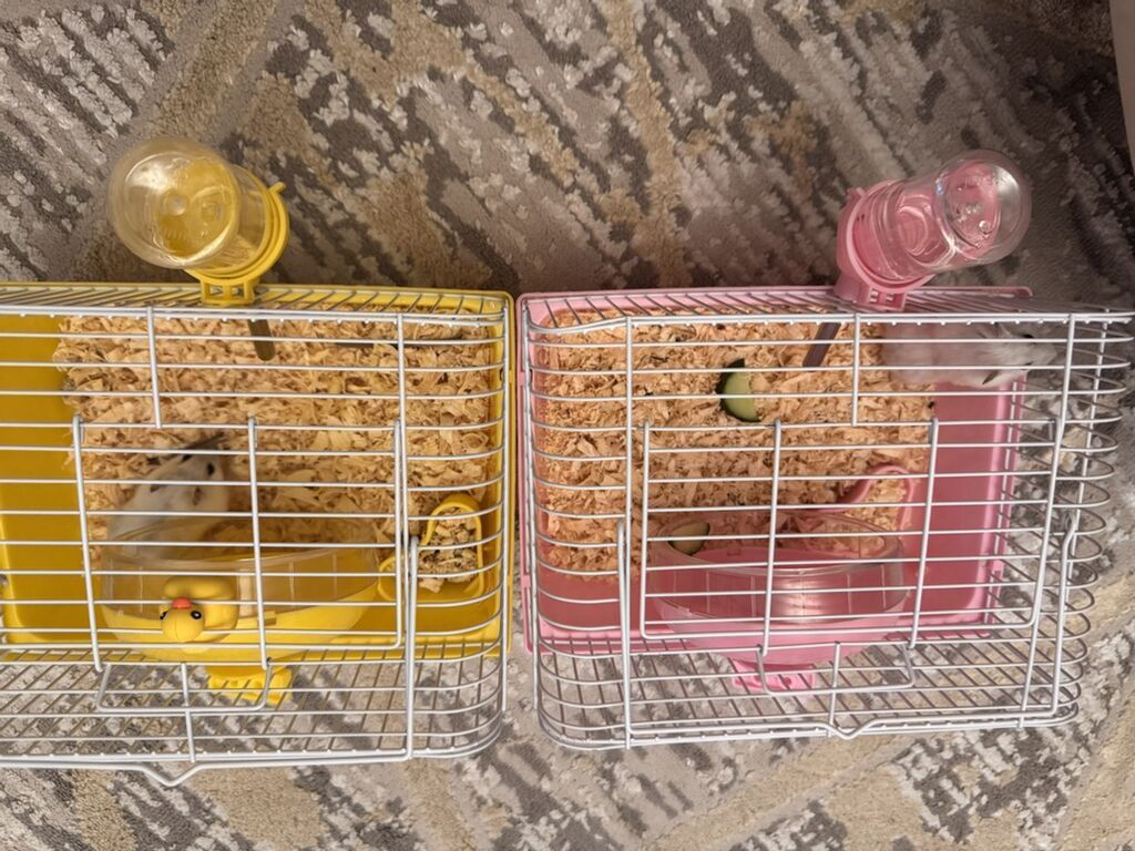 Rəngli hamster qəfəs dəsti - İki fərqli rəng variantı: sarı və — Qəfəslər, Digah