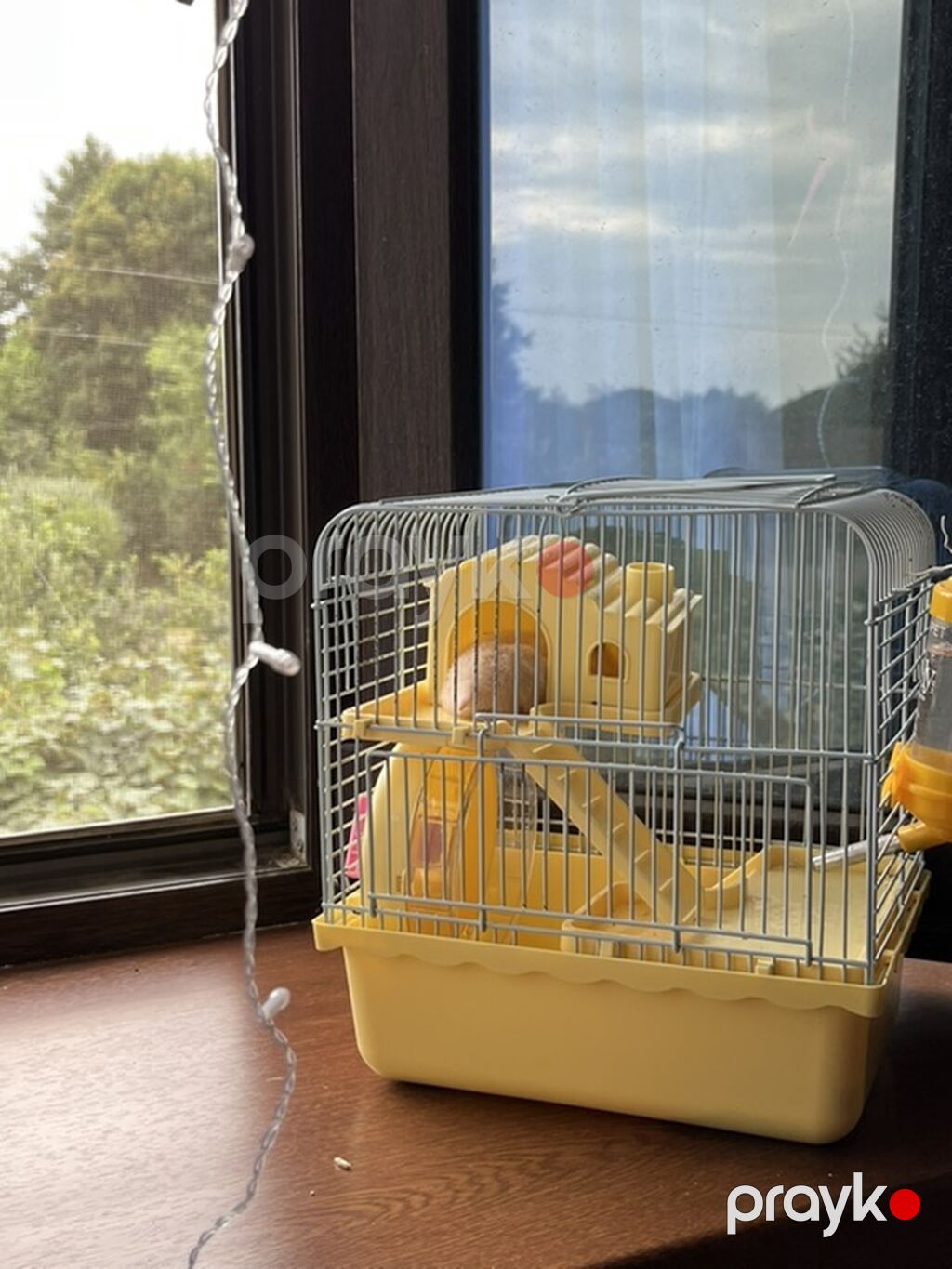 Hamster və qəfəs dəsti Məhsul təsviri: İki ədəs- Kiçik ölçülü suriya — Qəfəslər, Astara (2)
