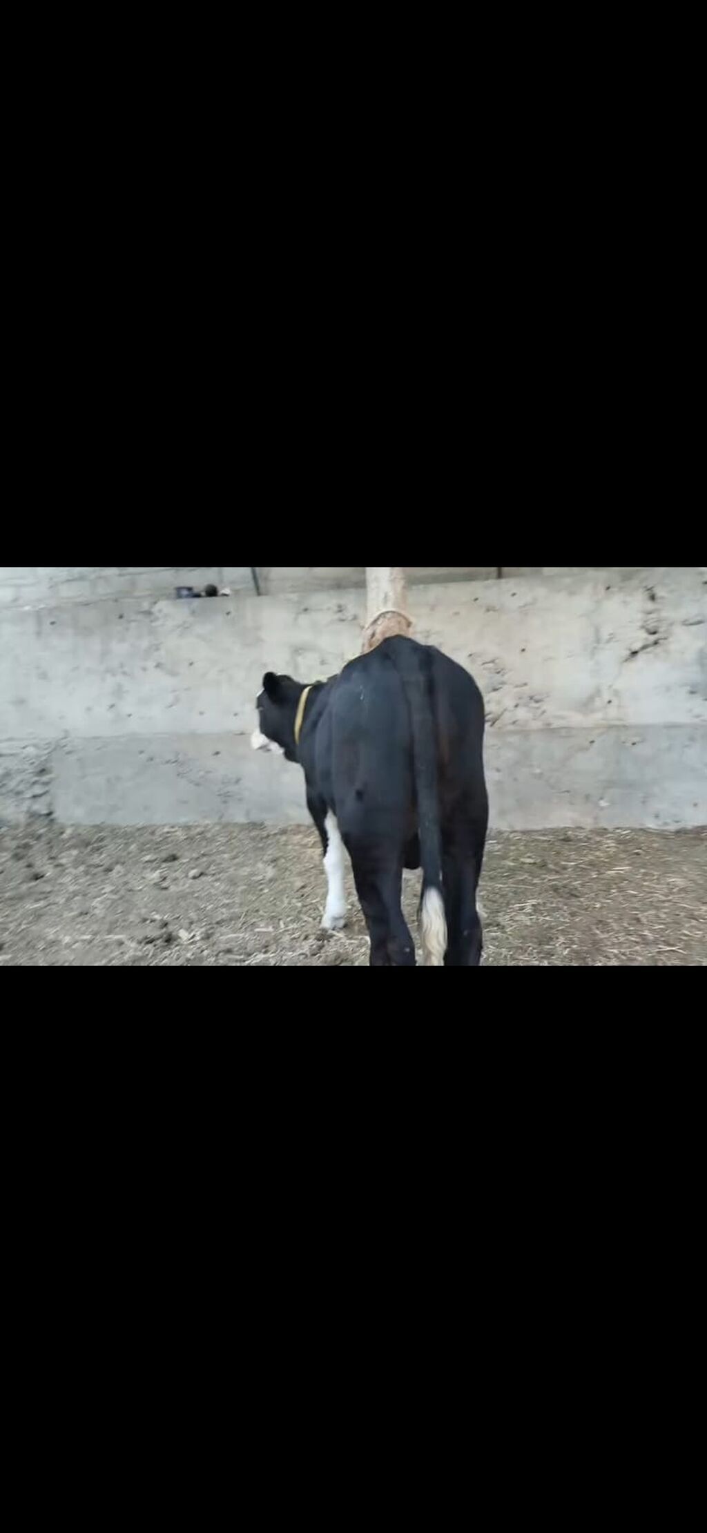 Erkək dana - Rəng: qara-ağ (ağ alın və ağız, ayaqlarda ağ corablı — Heyvanlar, İsmayıllı (10)