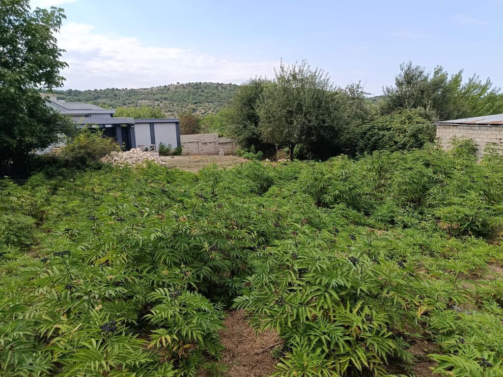 Tikinti — Torpaq, Şabran (8)