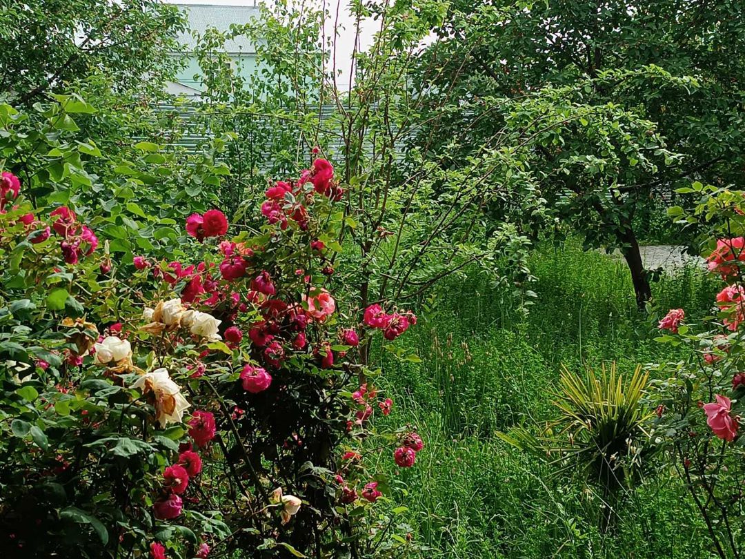 İcarəyə verilir 3 otaqlı həyət evi/bağ evi 100 m² — Ev, villa, Qəbələ (10)