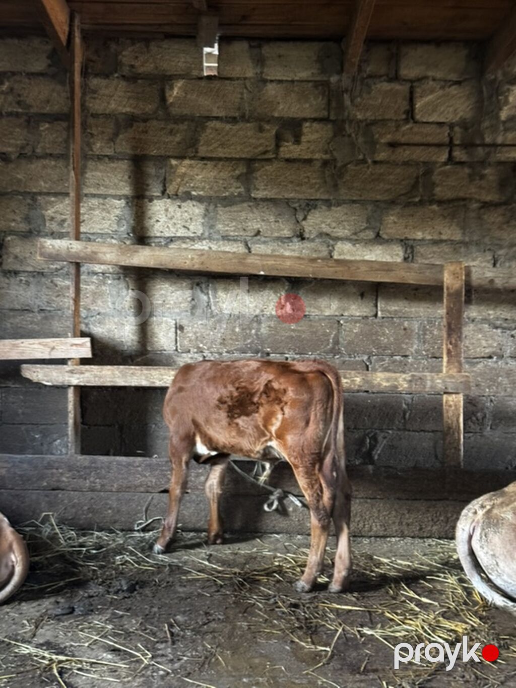 Təmiz erkək anqus dana satılır. 2 ayın içindədir. Süni mayalanmadan — Heyvanlar, Sumqayıt (2)