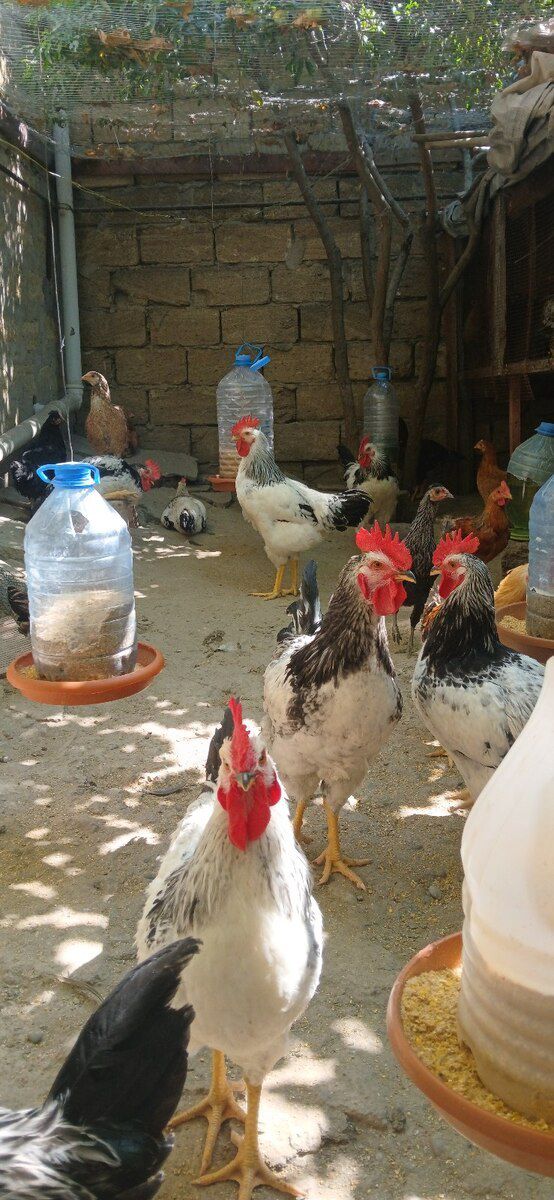 Xoruzlar — Quşlar, Sumqayıt (3)
