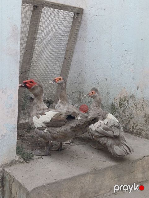 Erkək, | Lal ördək, Damazlıq