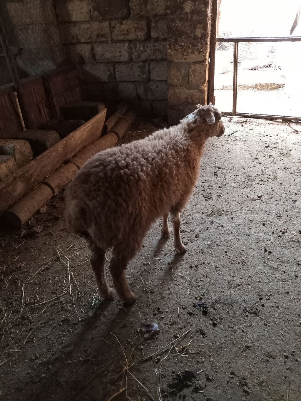 Mazazirda suber kok dur kesmeli dir Təsvir: - Cins: yerli ət-yun — Heyvanlar, Masazır (2)