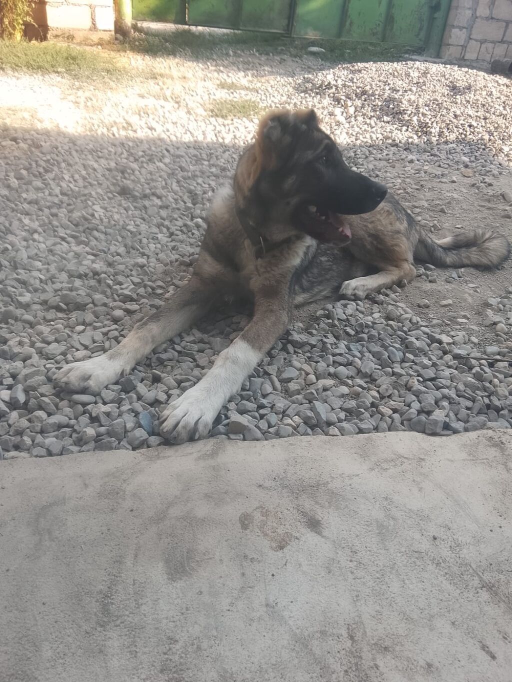 6 ay — Heyvanlar, Xaçmaz (2)