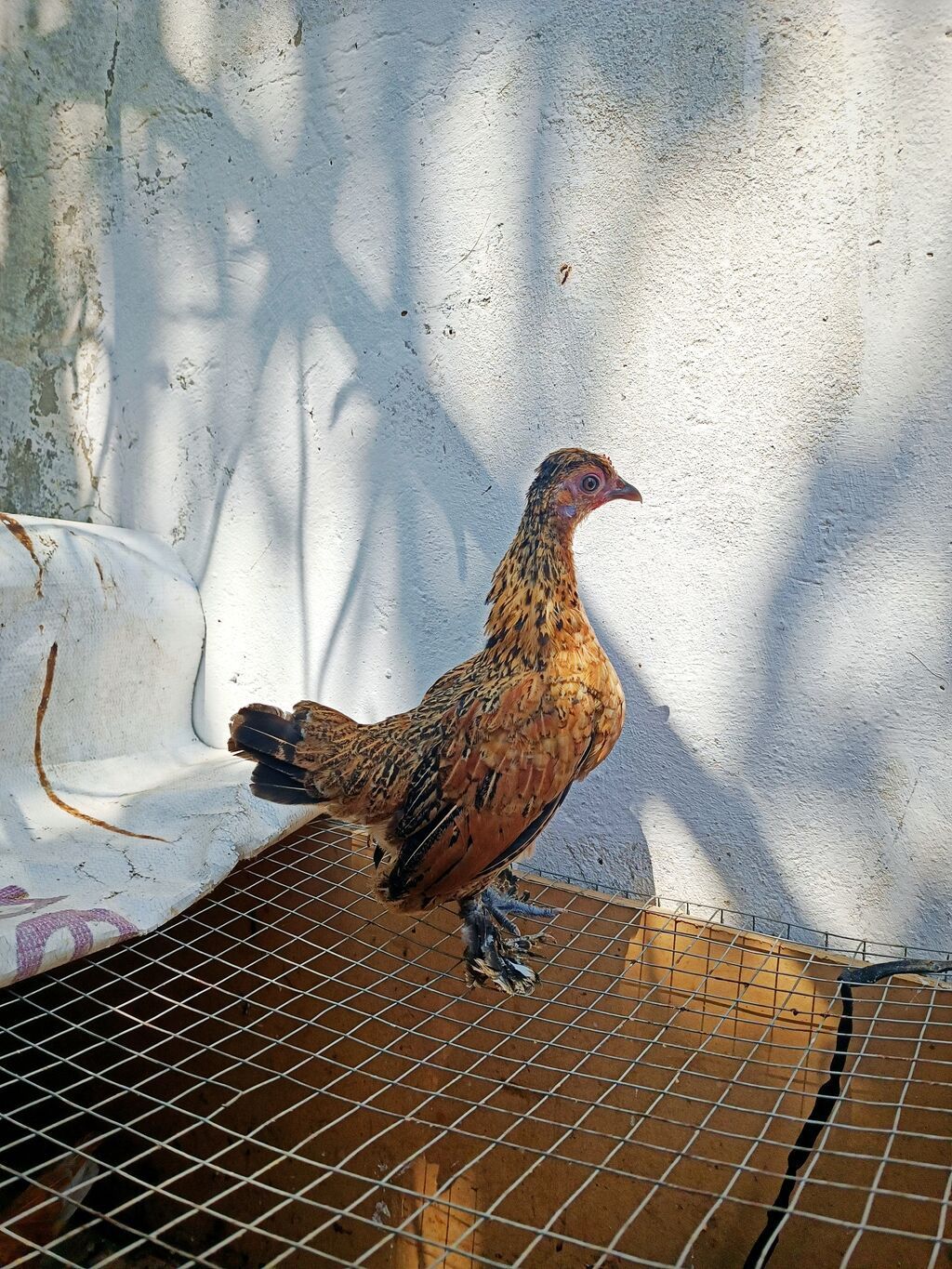 Toyuq, Damazlıq — Heyvanlar, Novxanı (2)