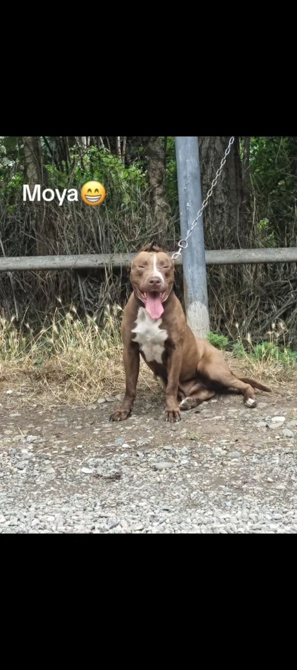 Pitbul, Dişi, Peyvəndli, Ünvandan götürmə — Heyvanlar, Ağstafa (3)