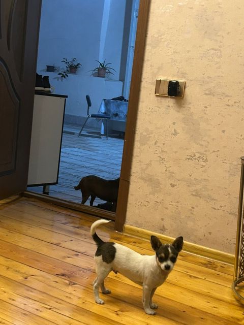 Çixuaxua balası