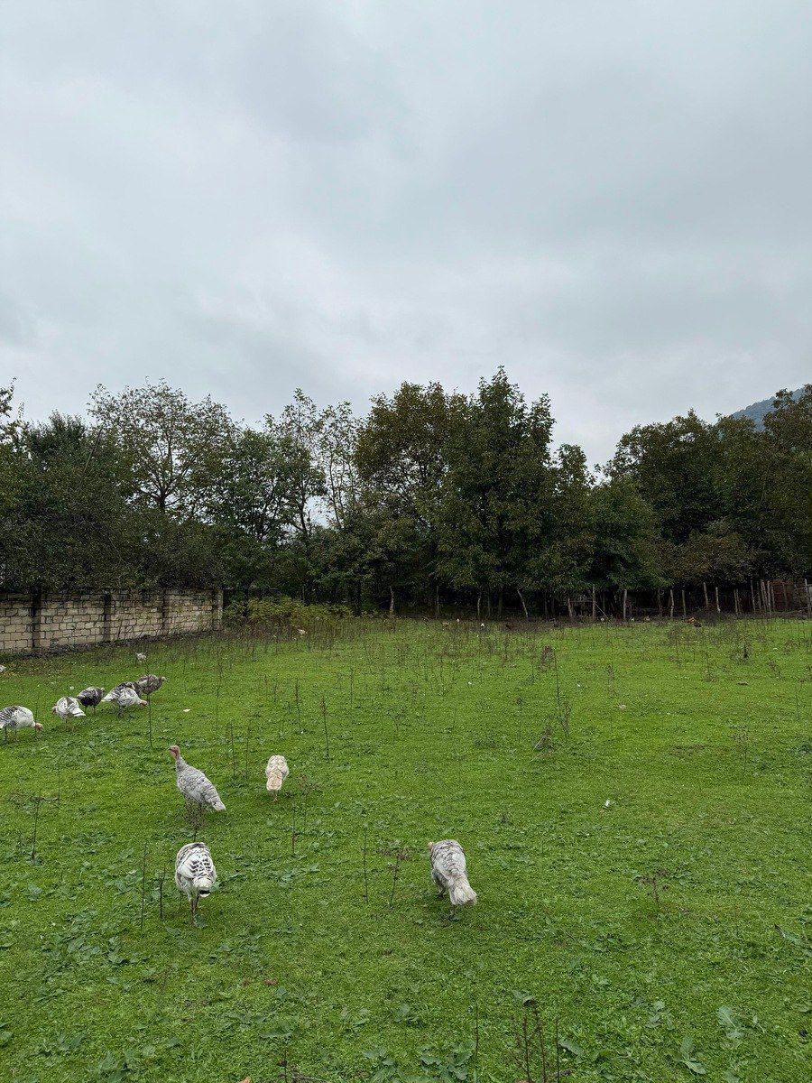 Satılır torpaq 4 sot — Torpaq, Qəbələ (11)