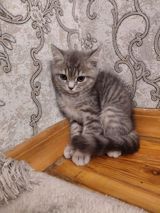 Tabbi — Şotland