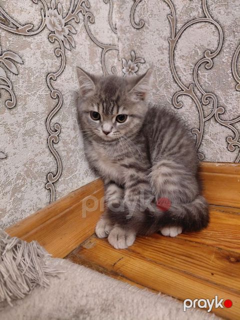 Tabbi — Gəncə