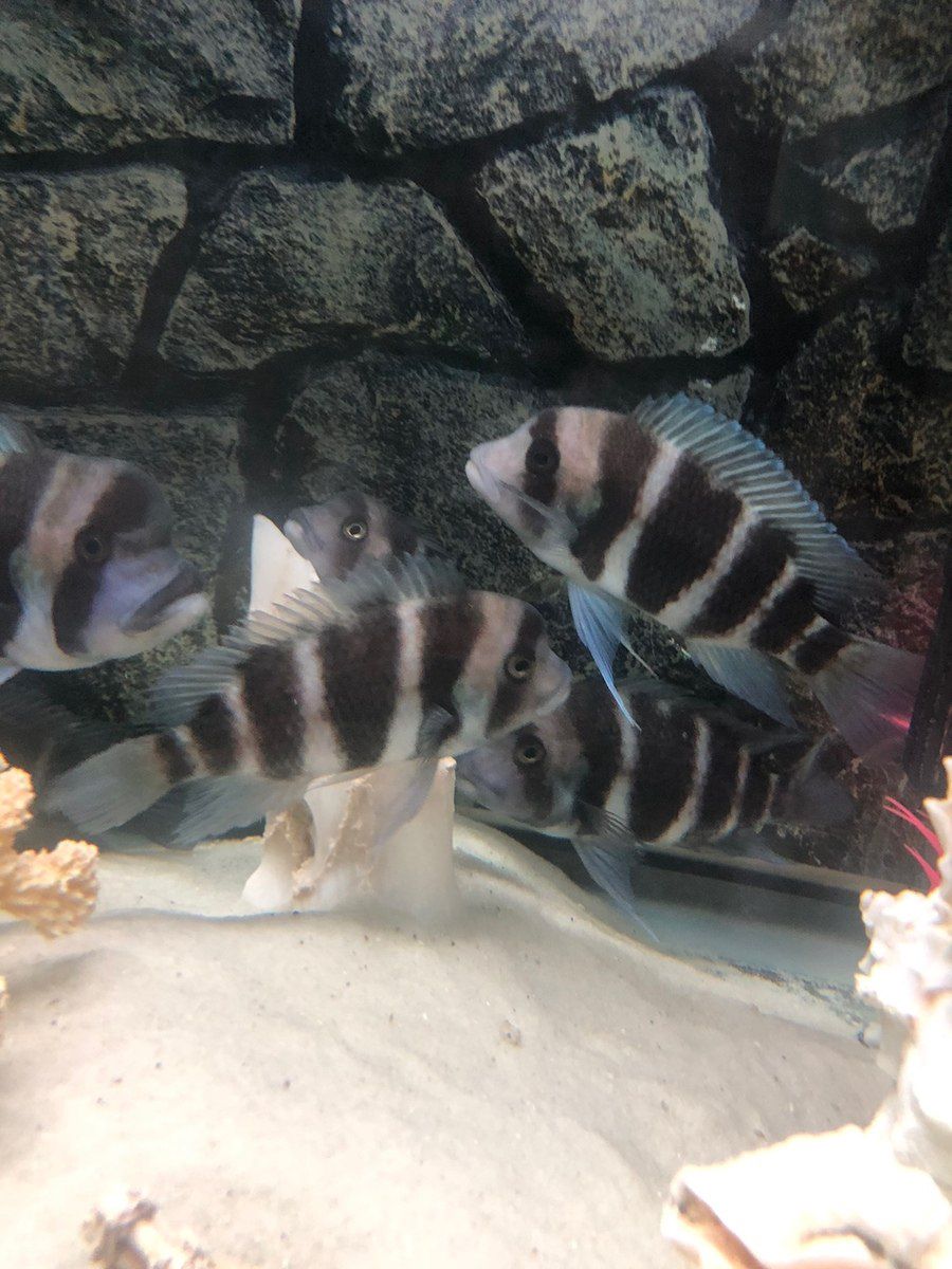 Akvarium və balıqlar — Akvariumlar və balıqlar, Bakı (3)