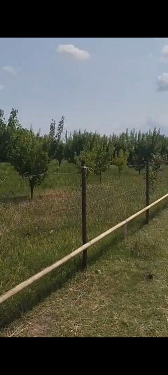 12 sot torpaq sahəsi, Pirili kəndi — Torpaq, Ağstafa (4)