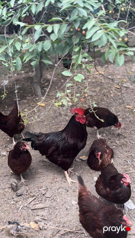 Mayalı redisland yumurtası — Bakı